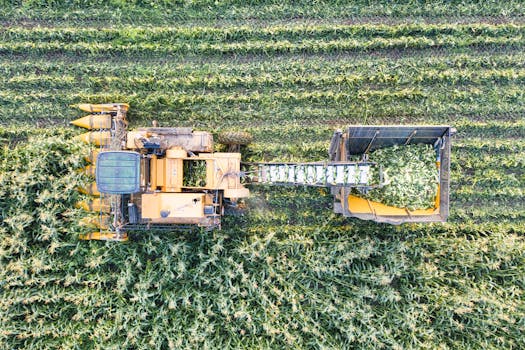 Revolutionizing Farming: How AI Sensors Boost Crop Yields & Save Water